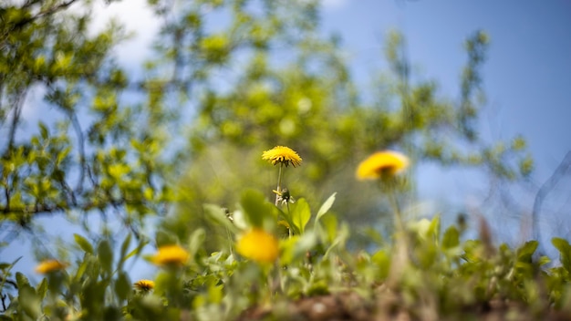 Vegetação de plantas naturais no parque