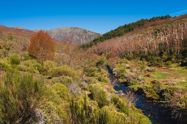 Foto grátis vegetação no meio ambiente da montanha