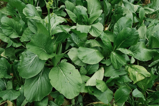 vegetais na fazenda