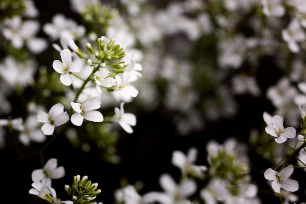 Foto grátis veja detalhes de lindas flores na natureza