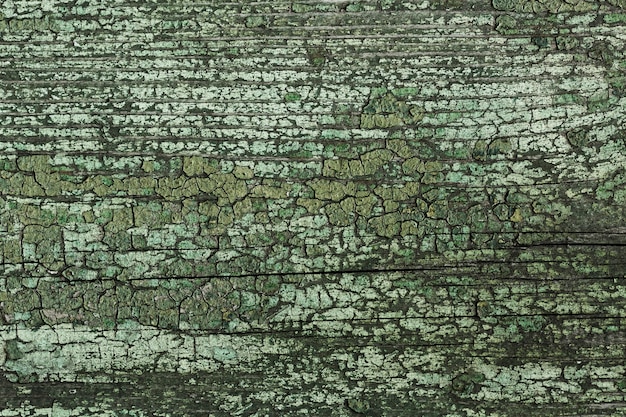 Velha árvore de madeira com textura vintage