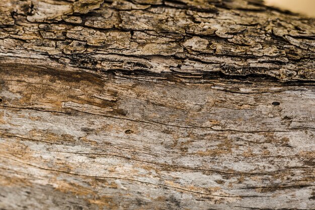 Velho tronco de árvore texturizado fundo