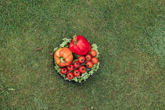 Ver os de cima de legumes coloridos na grama no jardim