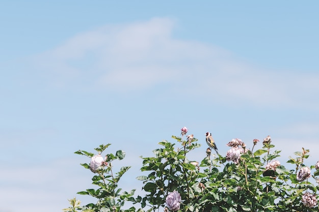 Verão, florescendo, rosa, rosas, fundo