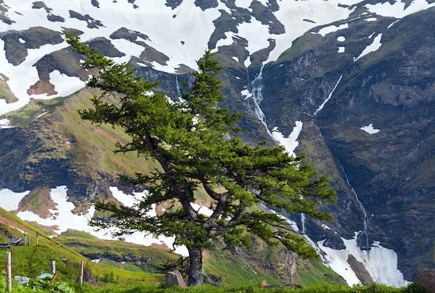 Verão tranquilo com vista para a montanha dos alpes e pinheiro solitário