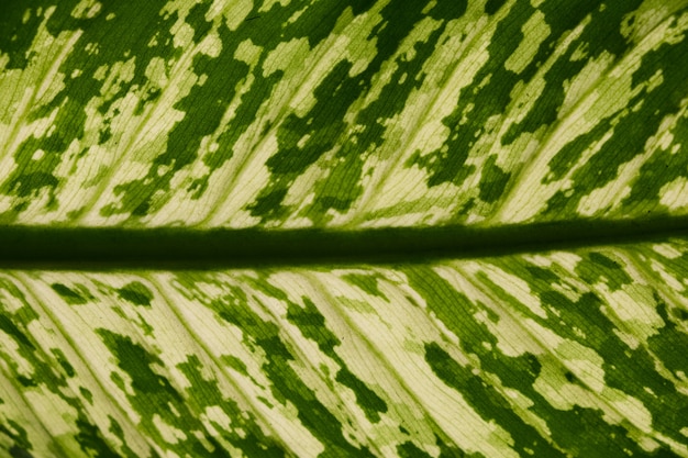 Verde textura da folha