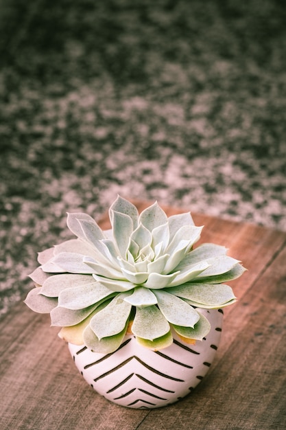 Vertical de planta com flor de Echeveria em um vaso de flores decorativo