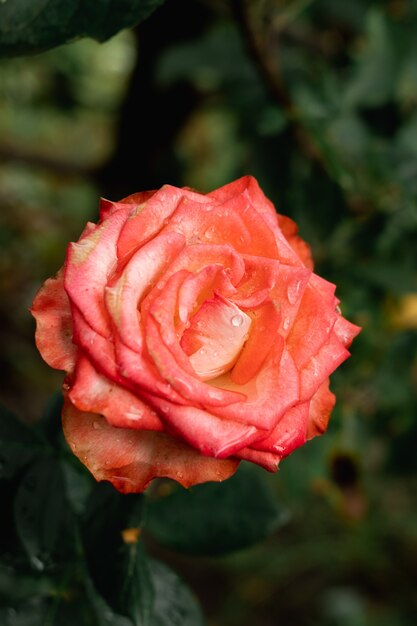 Vertical de uma rosa vibrante