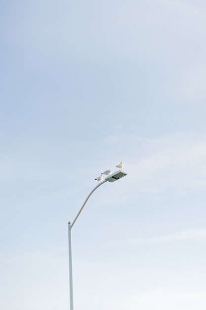 Vertical dos pombos, sentado em um poste de luz branco com o céu