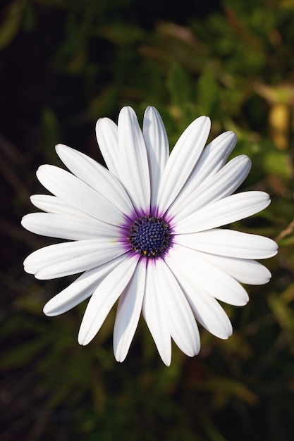 Vertical uma flor de pétalas brancas em uma parede borrada