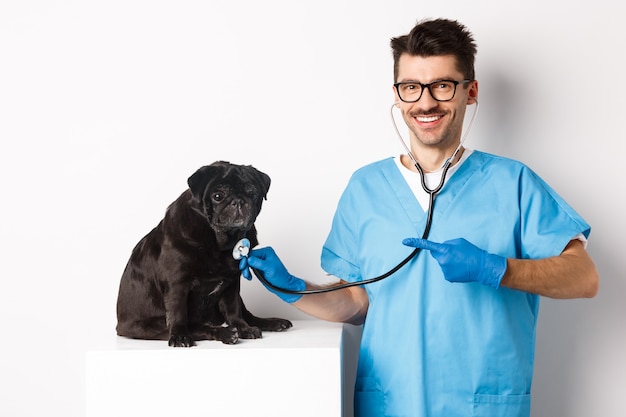 Veterinário bonito na clínica veterinária examinando o cão pug preto bonito, apontando o dedo para o animal de estimação durante o check-up com estetoscópio, fundo branco.