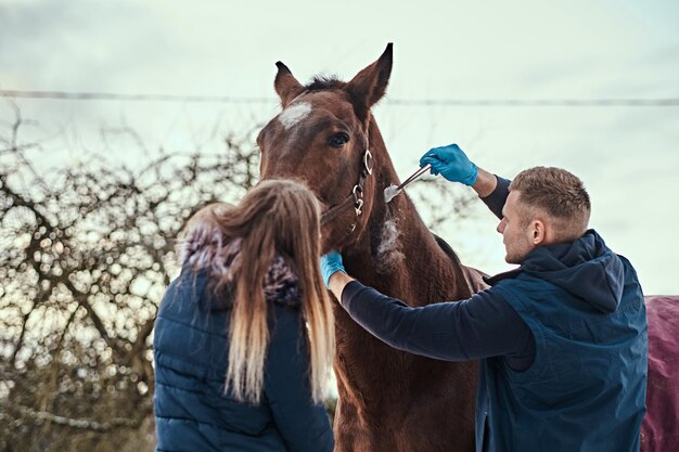 Veterinário com seu assistente tratando um cavalo marrom de raça pura, procedimento de remoção de papilomas usando criodestruição, em um rancho ao ar livre