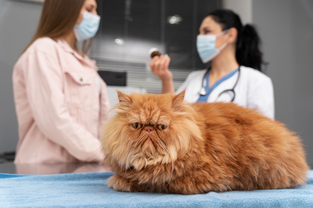 Foto grátis veterinário cuidando de animal de estimação