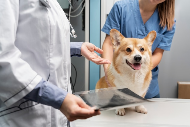 Foto grátis veterinário cuidando de cachorro de estimação