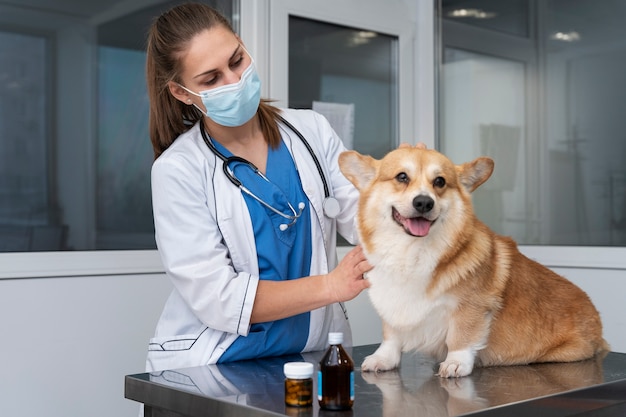 Foto grátis veterinário cuidando de cachorro de estimação