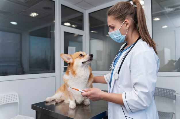 Foto grátis veterinário cuidando de cachorro de estimação