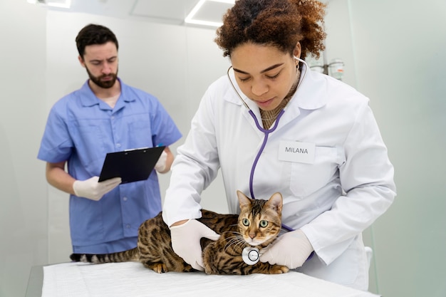 Veterinário de tiro médio ajudando gato