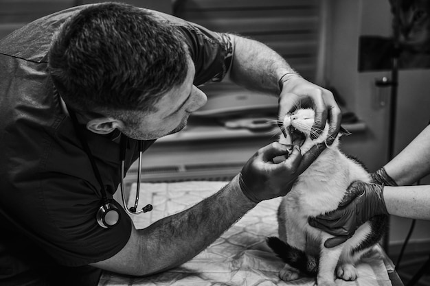 Veterinário examinando os dentes e a boca do gato em uma clínica veterinária