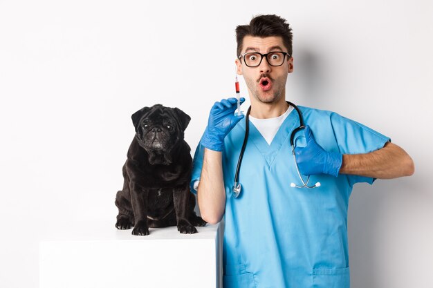 Veterinário médico masculino bonito segurando seringa e em pé perto de pug preto bonito, cão de vacinação, fundo branco.
