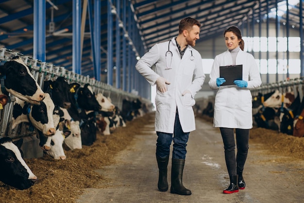 Foto grátis veterinário na fazenda andando no estábulo verificando as vacas