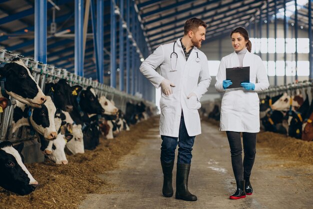 Veterinário na fazenda andando no estábulo verificando as vacas