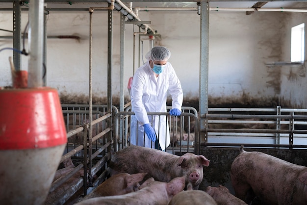Foto grátis veterinário observando porcos na fazenda de porcos e verificando sua saúde e crescimento