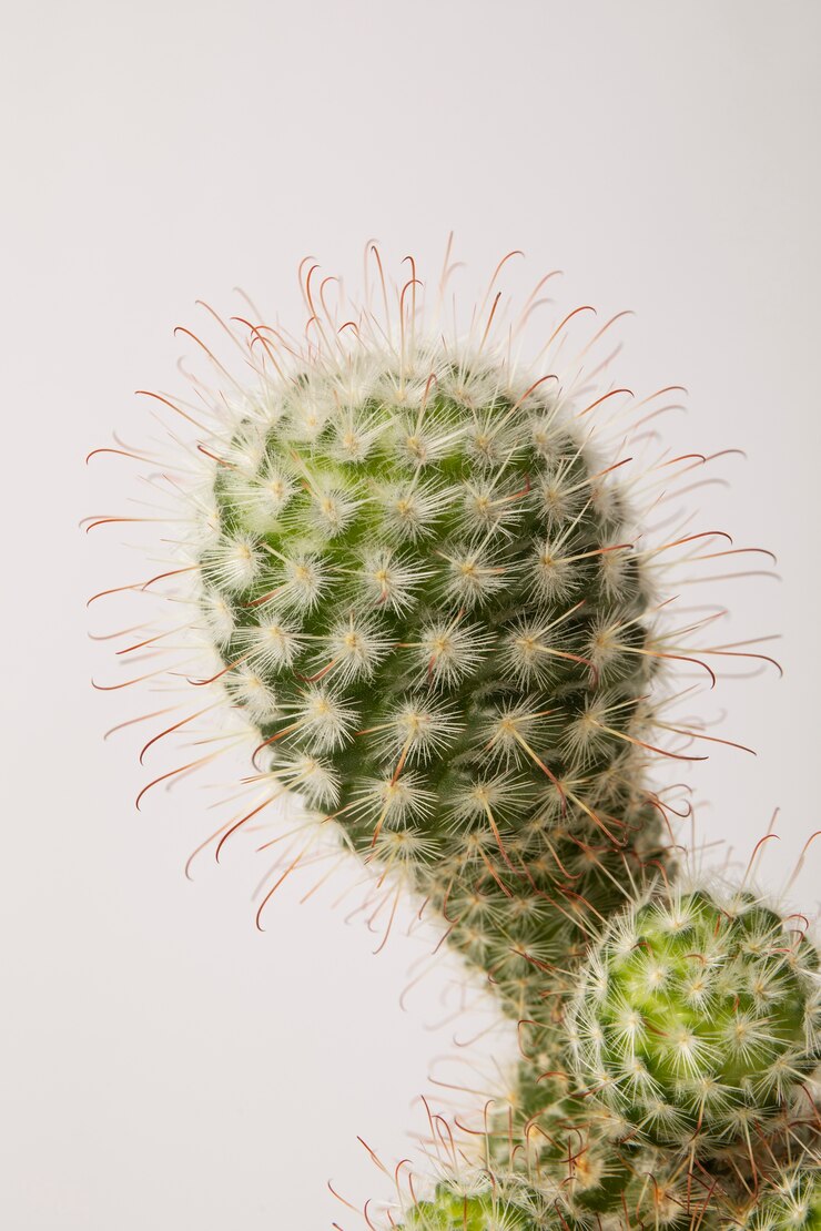 Foto grátis vida morta com planta de cacto