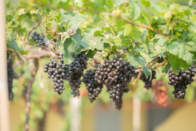 Vinha e cacho de uvas brancas no jardim da vinha.