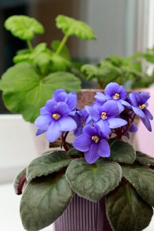 Violeta, saintpaulia, violeta uzambar. flores violetas de saintpaulias comumente conhecidas como violetas africanas parma.