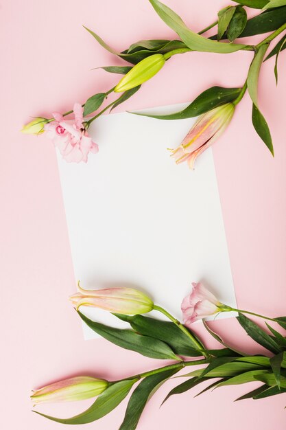 Visão aérea de botões de lírio rosa em papel branco sobre o fundo rosa