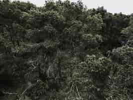 Foto grátis visão cênica, de, tropicais, árvores, em, floresta