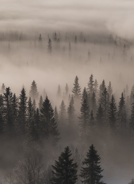 Foto grátis visão de alto ângulo de uma floresta perene coberta por névoa