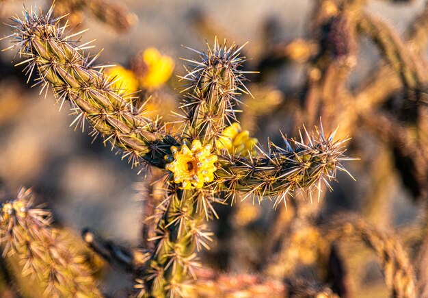 Visão de foco seletivo de pequenas flores amarelas desabrochando em um cacto selvagem no deserto