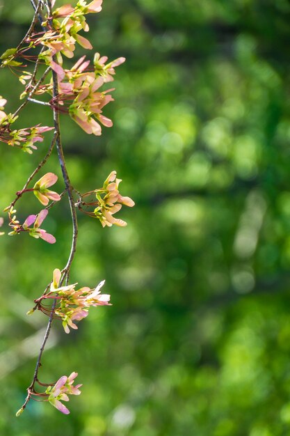 Visão de foco seletivo vertical de flores em flor de maçã com um fundo verde desfocado