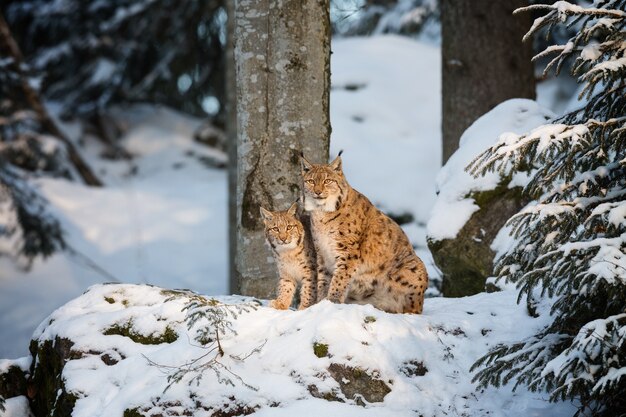 Visão de gatos selvagens curiosos procurando por algo interessante em uma floresta com neve em um dia gelado