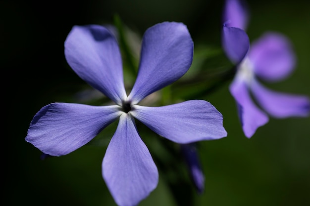 Visão embaçada de flores na natureza