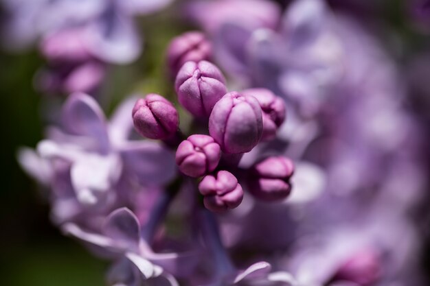 Visão embaçada de flores na natureza