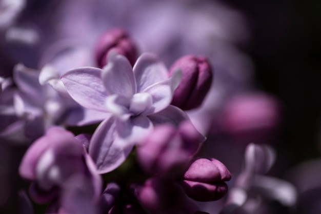 Visão embaçada de flores na natureza