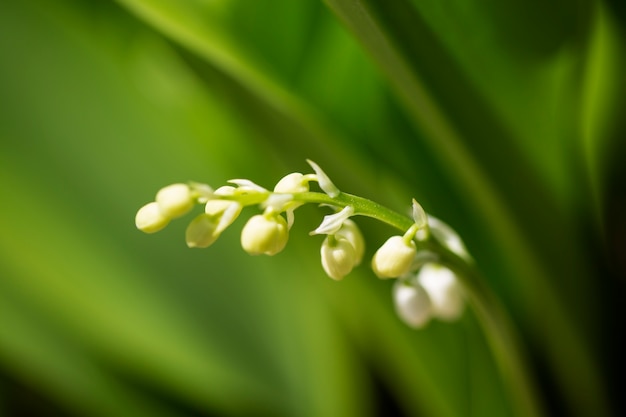 Visão embaçada de flores na natureza