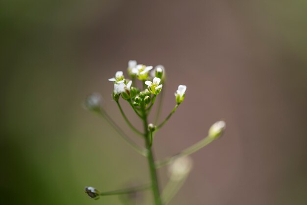 Visão embaçada de flores na natureza