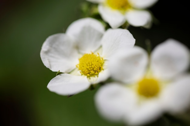 Visão embaçada de flores na natureza