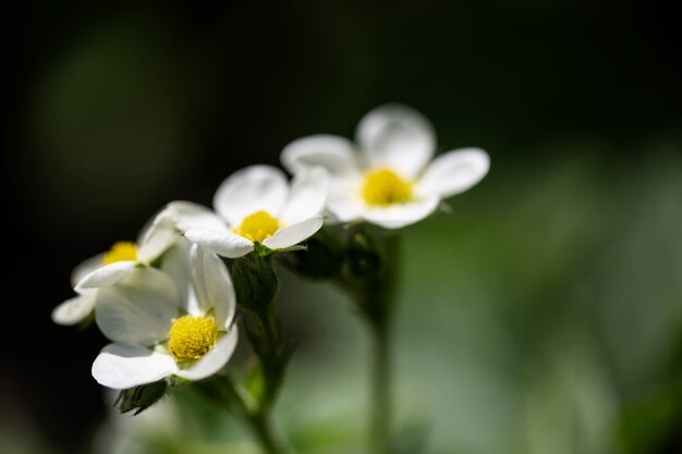 Visão embaçada de flores na natureza