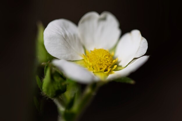 Visão embaçada de flores na natureza