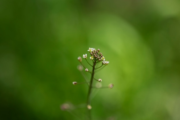 Visão embaçada de flores na natureza