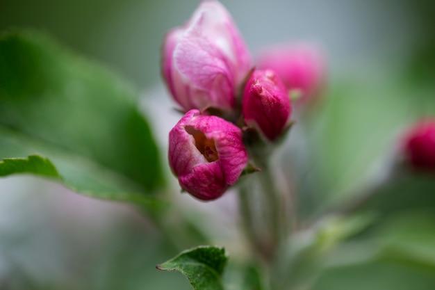 Visão embaçada de flores naturais