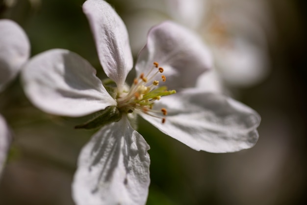 Foto grátis visão embaçada de flores naturais