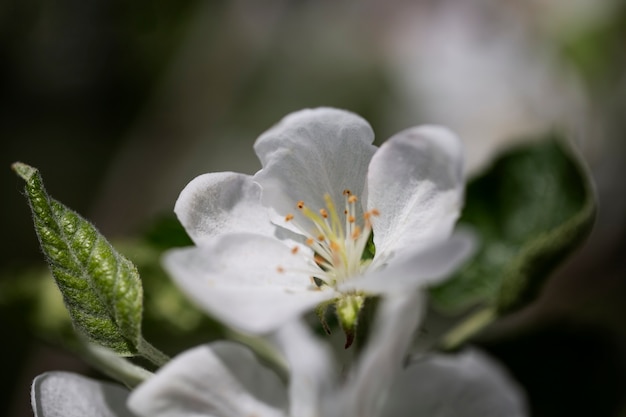 Visão embaçada de flores naturais