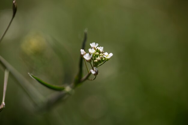 Visão embaçada de flores naturais