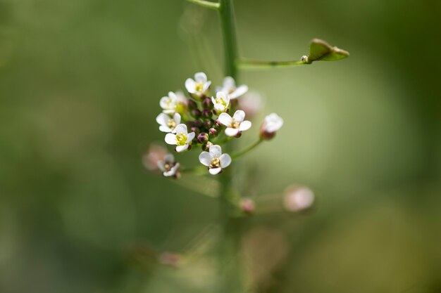 Visão embaçada de flores naturais