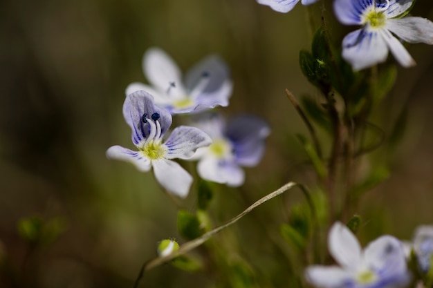 Visão embaçada de flores naturais